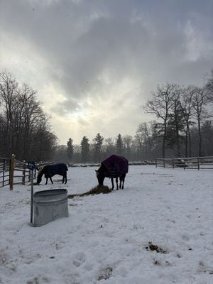 Grazing in Winter